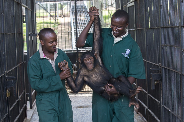 Female infant chimp, Sara, is carried by care givers after being sedated so Ngamba's veterinarian, Dr Joshua Rukundo, could examine and treat pox in her mouth at the Ngamba Island Chimpanzee Sanctuary. 