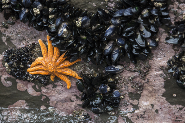 A brightly colored reef starfish hunts down its favorite prey--green mussels--on South Island's rocky west coast. The starfish plays an important role in reducing the expansion of invasive mussel species on the island.